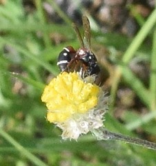 Leptochilus bellulus