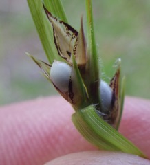 Scleria oligantha