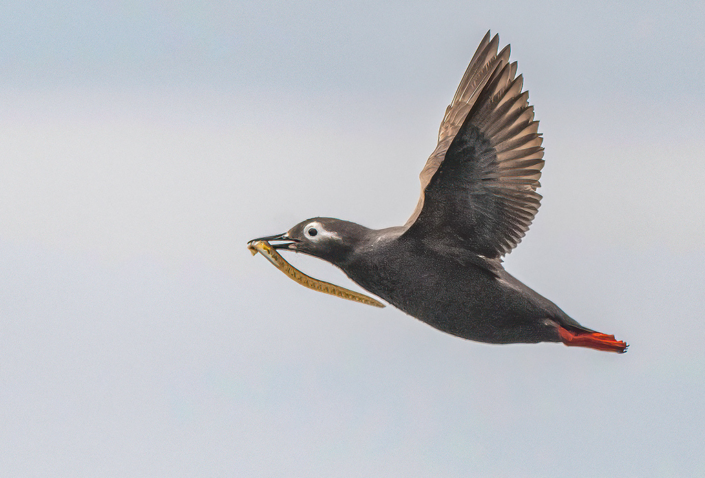 True Guillemots