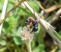 Leptochilus bellulus