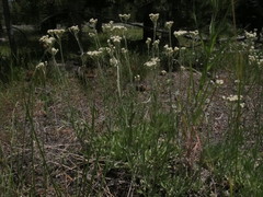 Antennaria luzuloides