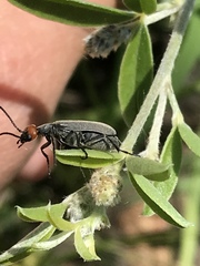Epicauta atrata