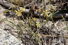 Triteleia ixioides anilina