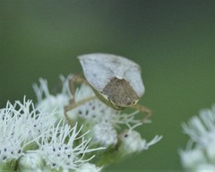 Euschistus servus euschistoides