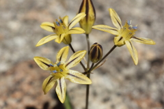 Triteleia ixioides anilina