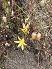Triteleia ixioides ixioides
