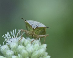 Euschistus servus euschistoides