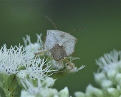 Euschistus servus euschistoides