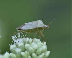 Euschistus servus euschistoides