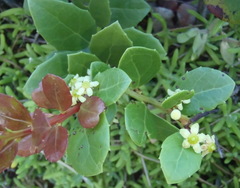 Maytenus procumbens