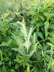 Papaver × pseudo-orientale