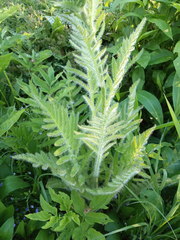 Papaver × pseudo-orientale