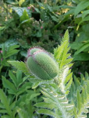Papaver × pseudo-orientale