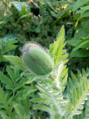 Papaver × pseudo-orientale