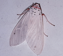 Amerila rubripes