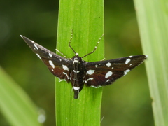 Bocchoris inspersalis