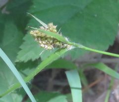 Luzula comosa comosa