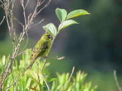 Crithagra scotops umbrosa