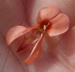 Indigofera candicans