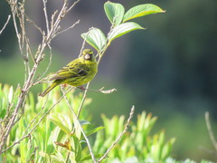 Crithagra scotops umbrosa