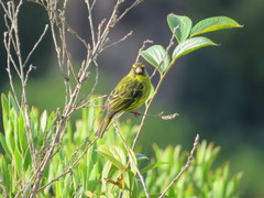 Crithagra scotops umbrosa