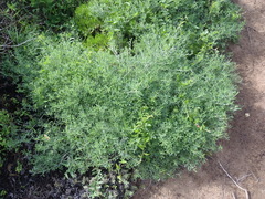 Indigofera candicans