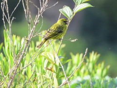 Crithagra scotops umbrosa