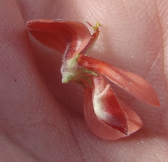 Indigofera candicans