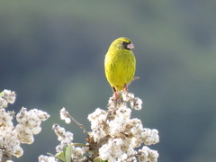 Crithagra scotops umbrosa