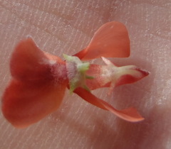Indigofera candicans