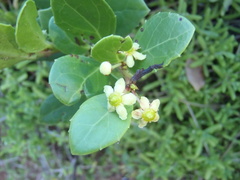 Maytenus procumbens