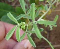 Indigofera candicans