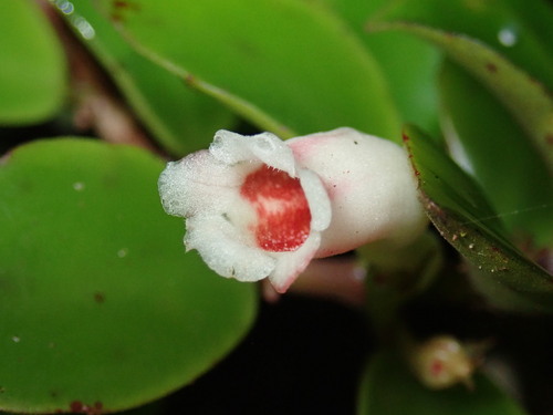 Codonanthopsis macradenia, photograph 3