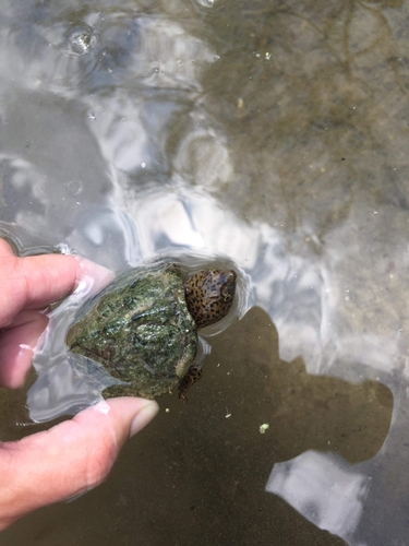 Sternotherus minor