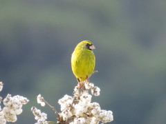 Crithagra scotops umbrosa