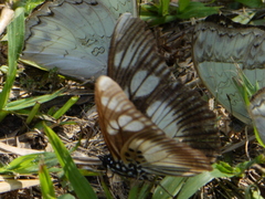 Pseudacraea lucretia protracta