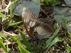 Pseudacraea lucretia protracta