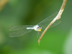 Chalcostephia flavifrons