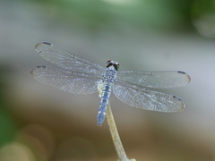 Chalcostephia flavifrons