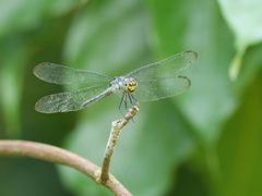 Chalcostephia flavifrons