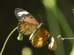 Acraea encedon encedon