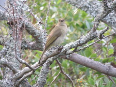 Andropadus importunus