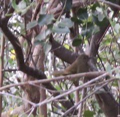 Andropadus importunus