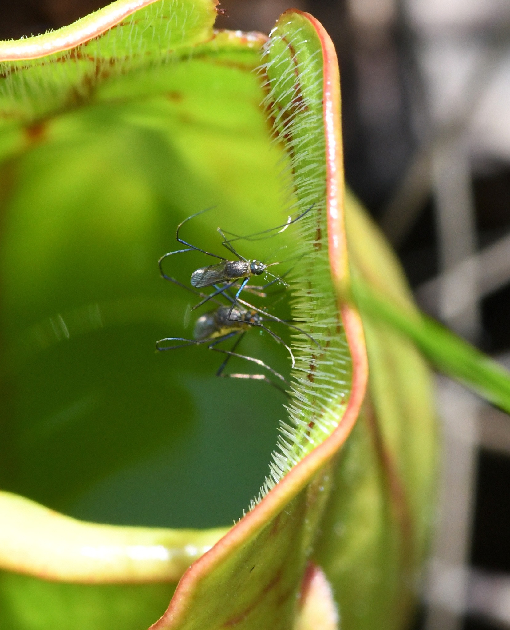 Pitcher-plant Mosquito (Wyeomyia smithii) · iNaturalist