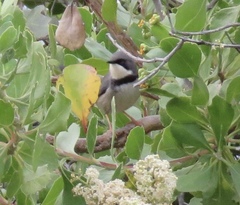 Apalis thoracica capensis