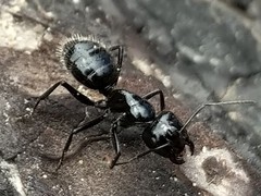 Camponotus laevissimus