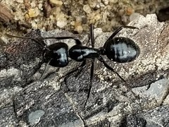Camponotus laevissimus