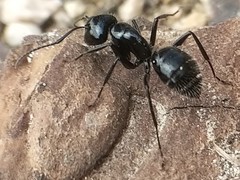 Camponotus laevissimus