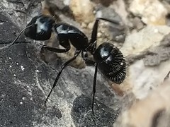 Camponotus laevissimus
