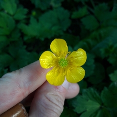 Ranunculus repens